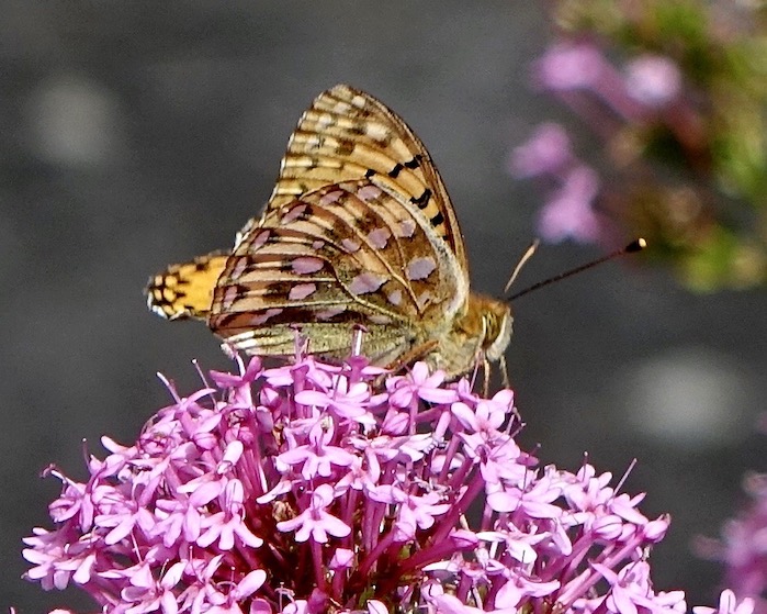 dark green fritillary